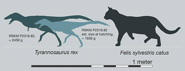 An infographic illustrating the size of perinate T. rex compared with a cat.