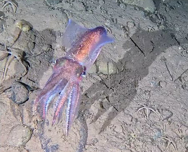 An Arctic bobtail squid (<i>Rossia moelleri</i>) shimmering in pinks, purples and blues against the light grey seafloor. 