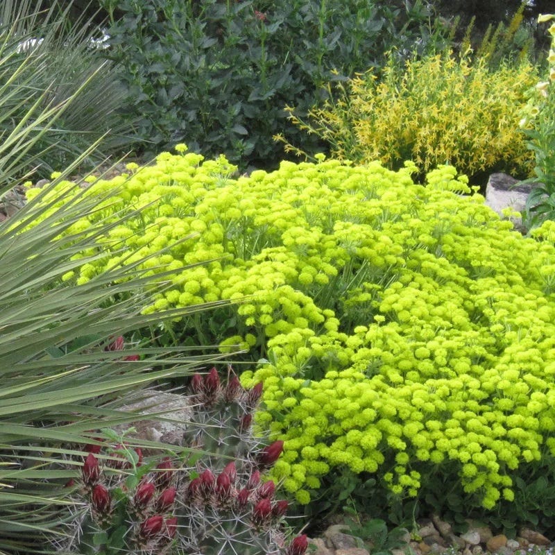 Kannah Creek® Sulphur Buckwheat