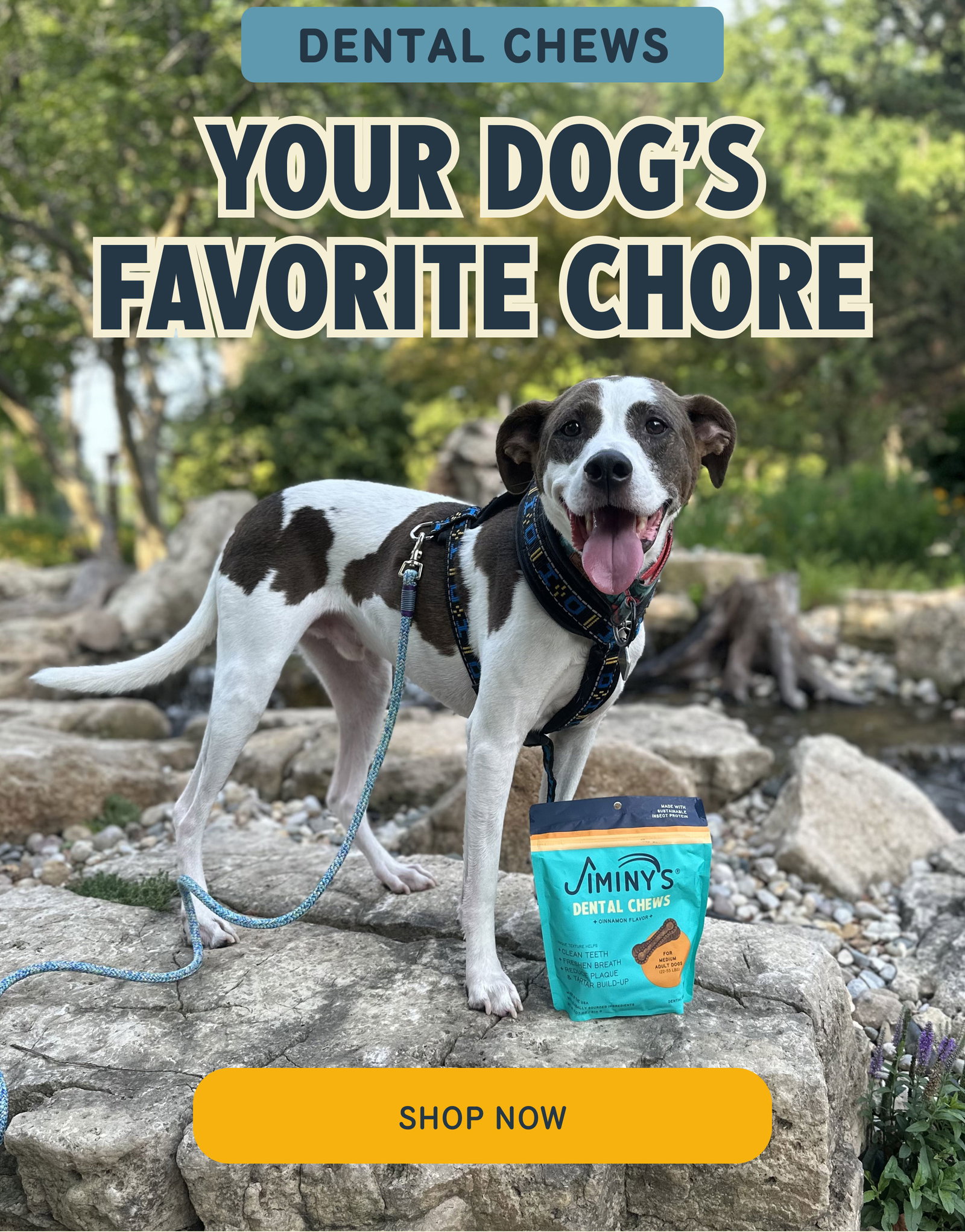 DENTAL CHEWS YOUR DOG’S FAVORITE CHORE Shop Now