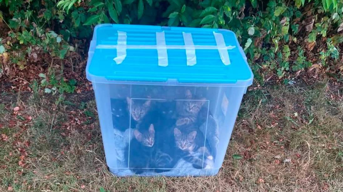 Kattin met vijf kittens gedumpt in ‘moordbox’ in Hechtel-Eksel: “Dit is een noodkreet, de wetgeving werkt niet”