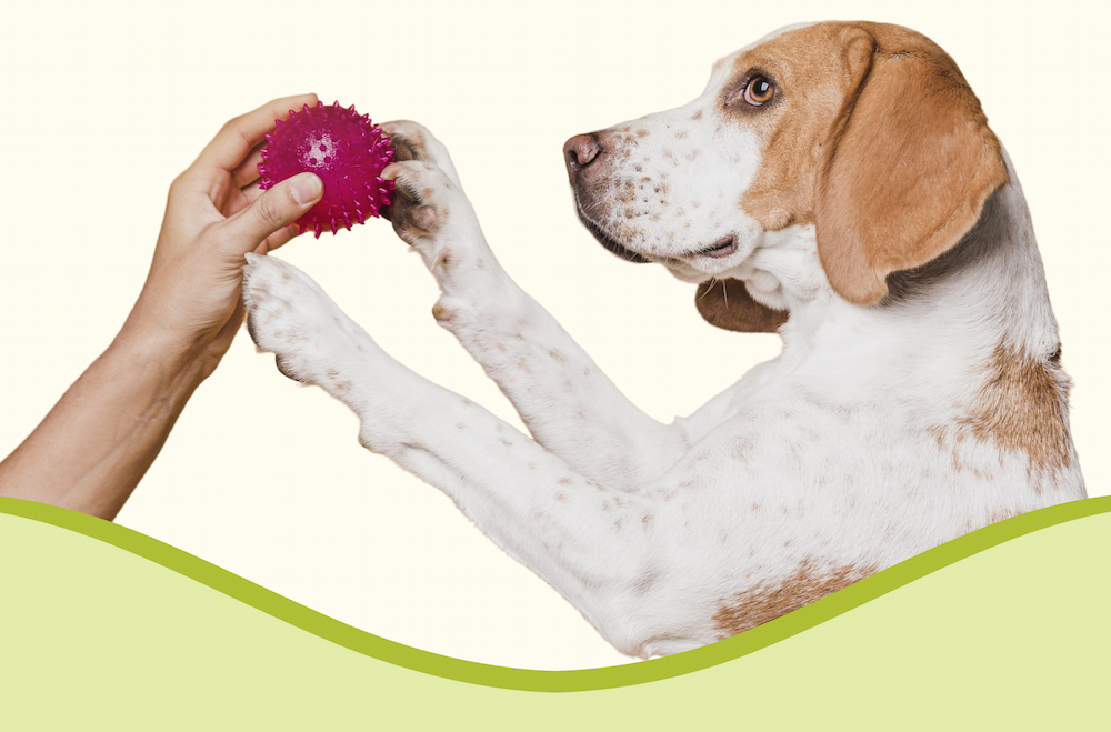 Dog Graphic