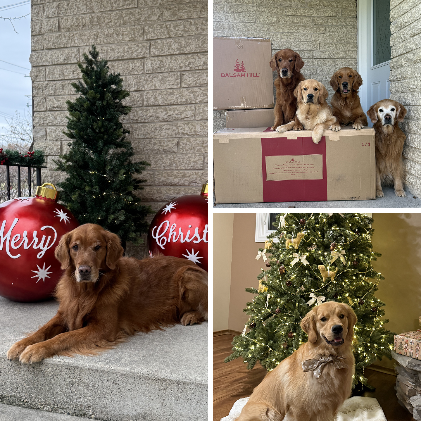 Collage of golden retrievers with Balsam Hill Christmas décor, including oversized ornaments, tree boxes, and a decorated tree.
