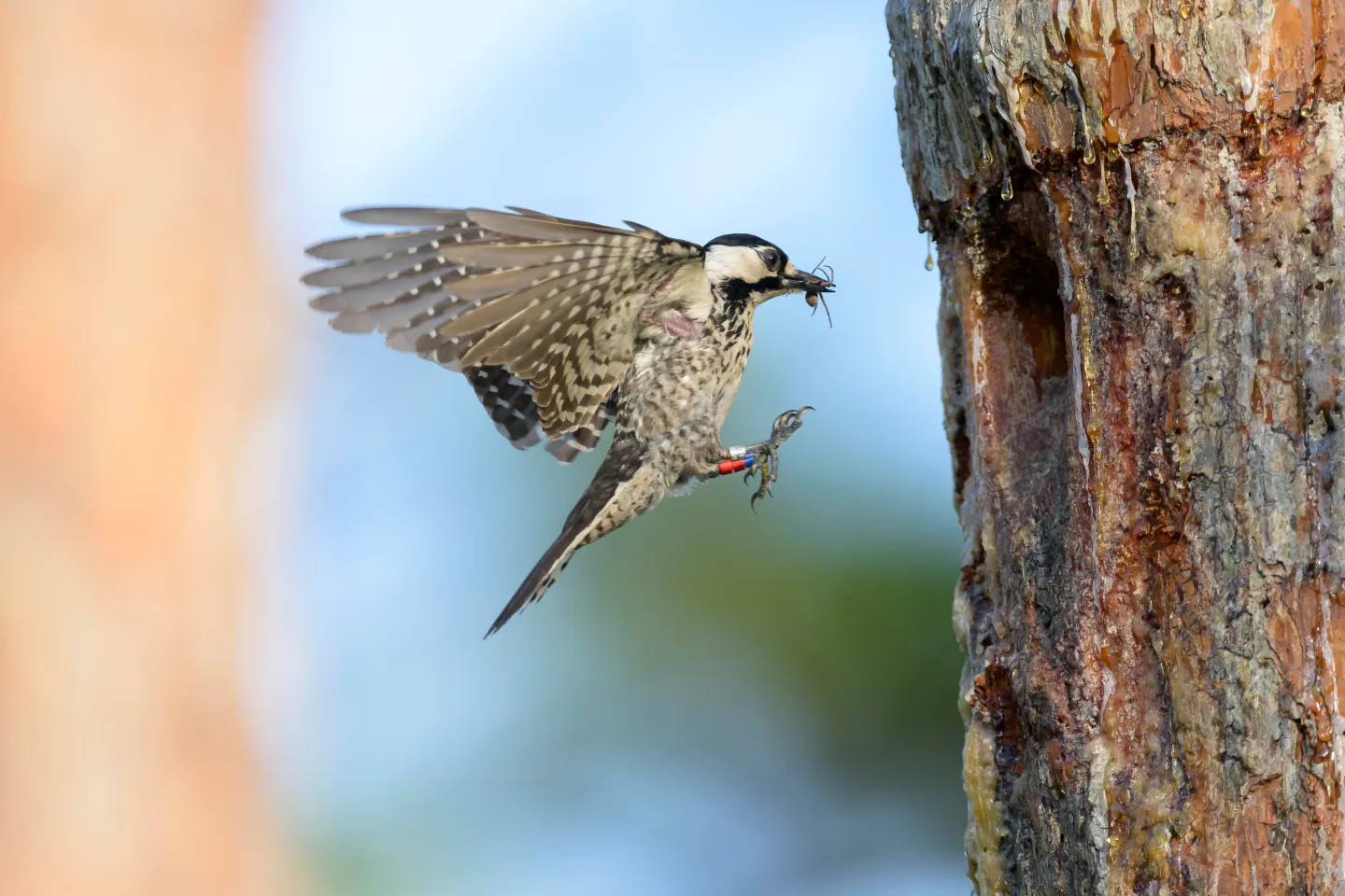 Red-cockaded woodpeckers are among the many federally endangered species that rely on forest habitat for survival. Jared Lloyd/Getty Images
