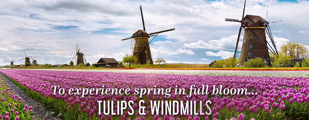 Tulips & Windmills