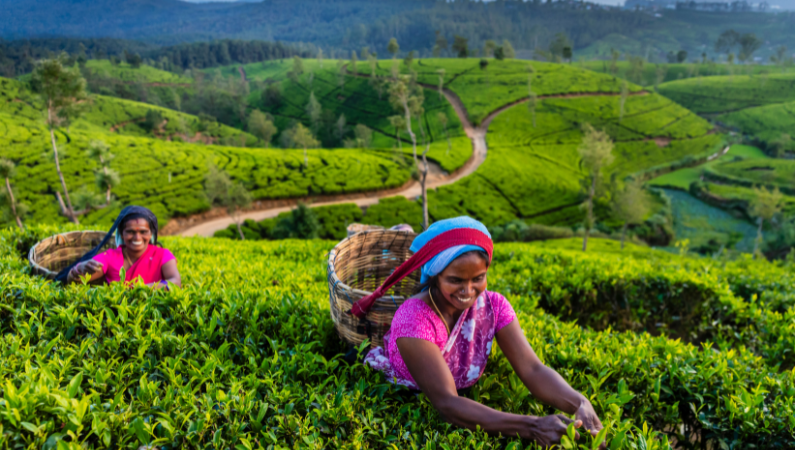 Tea pickers, Sri Lanka