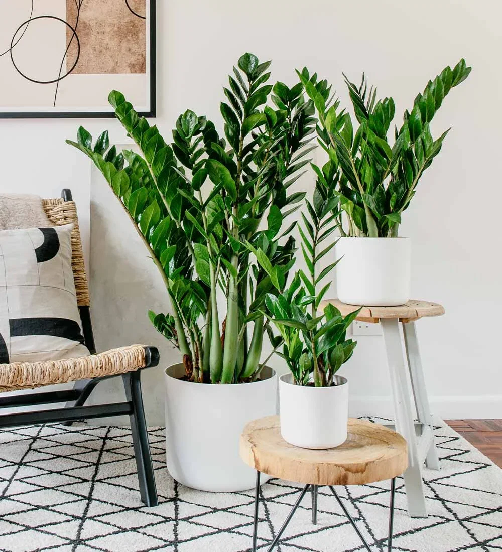 Image of ZZ Plant