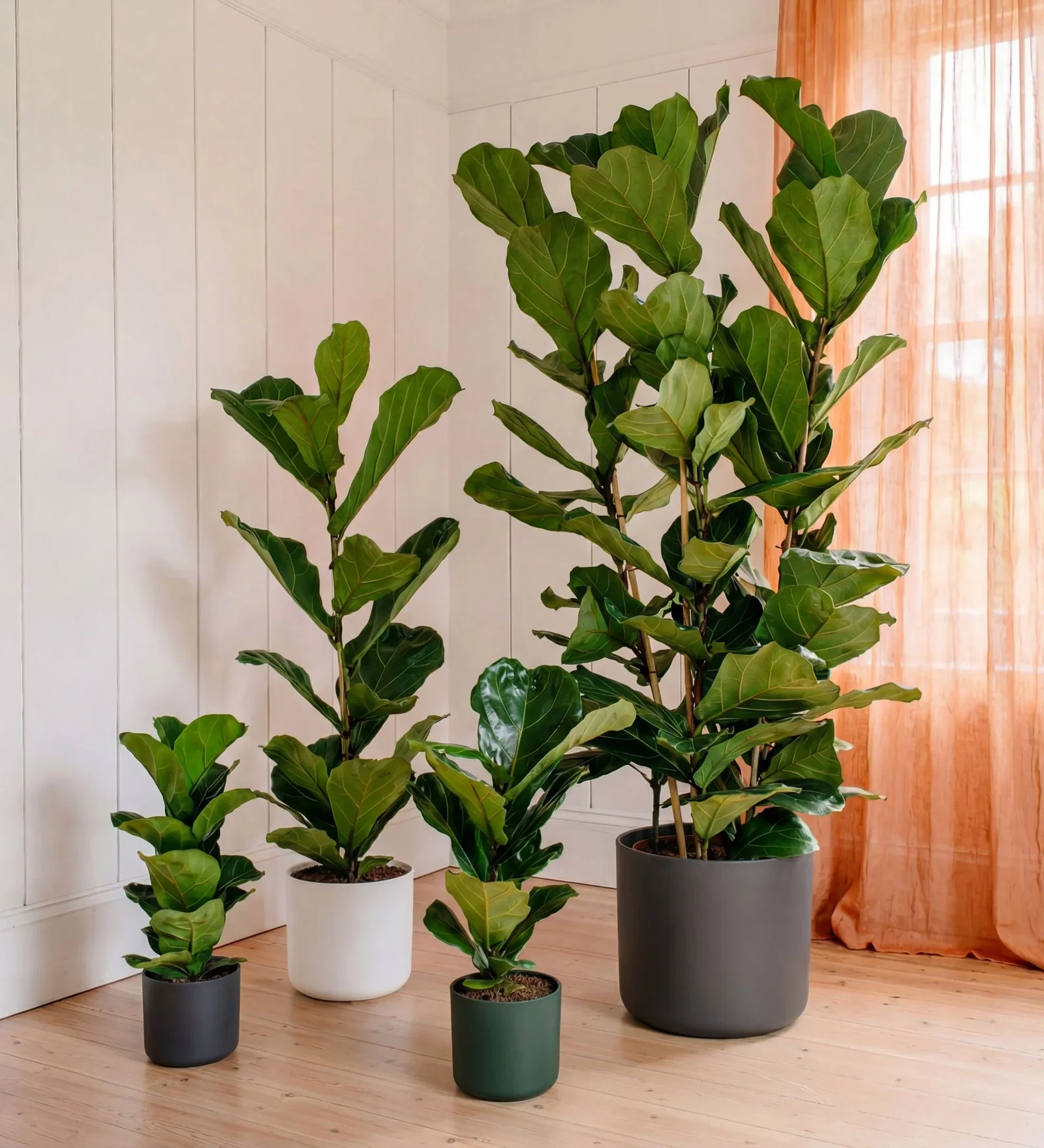 Image of Fiddle-leaf Fig