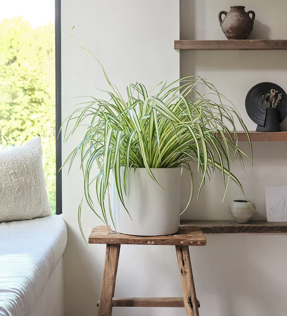 Image of Hanging Spider Plant