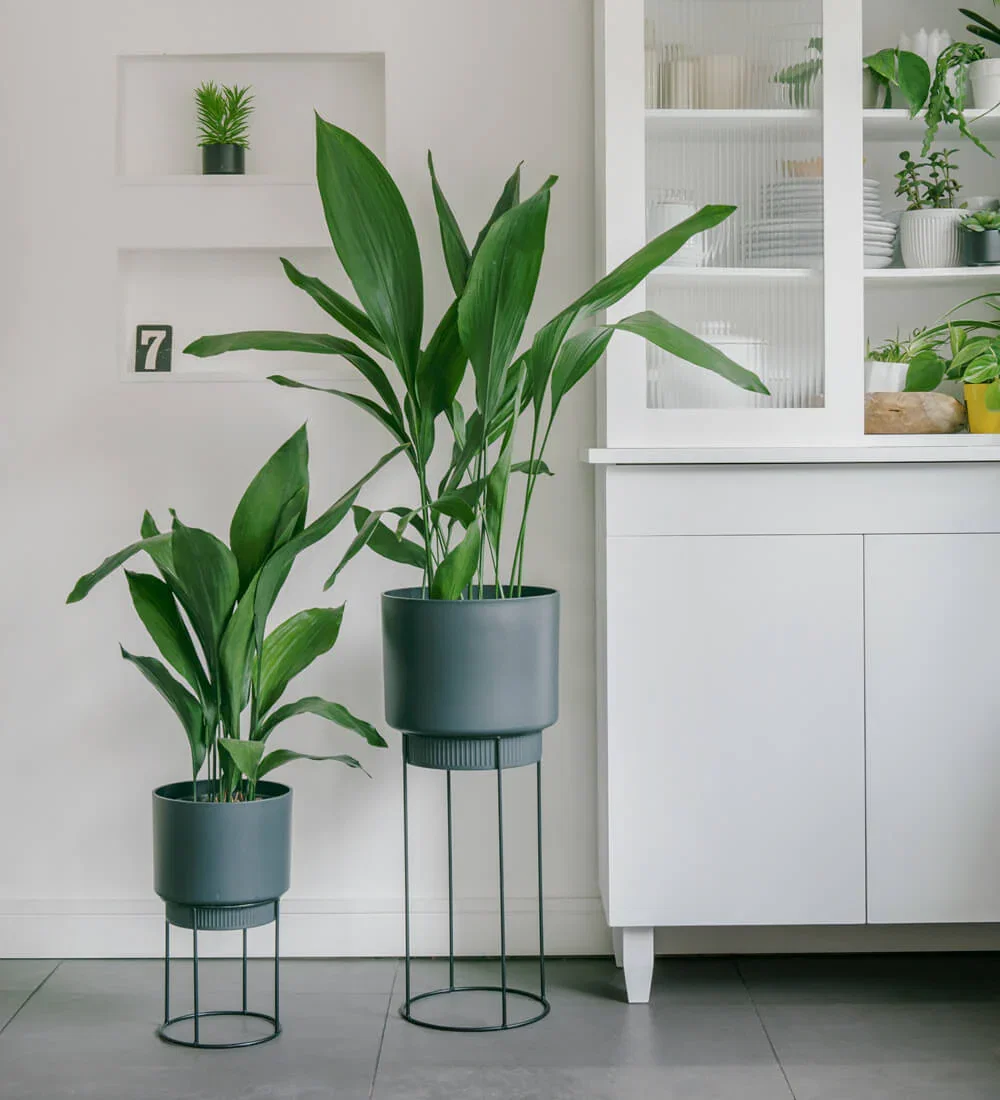 Image of Aspidistra