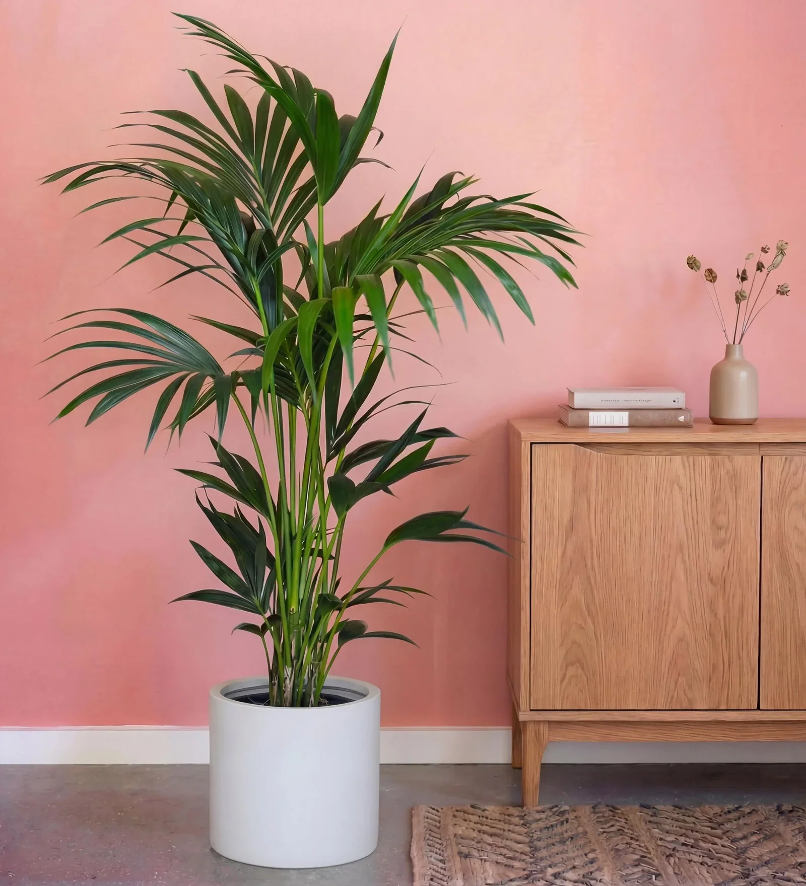 Image of Kentia Palm
