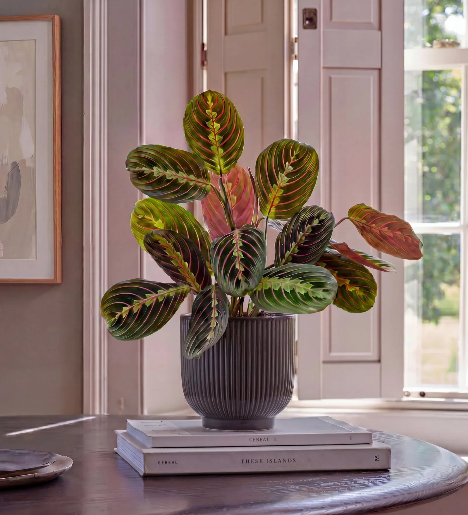 Image of Prayer Plant in Ceramic Pot