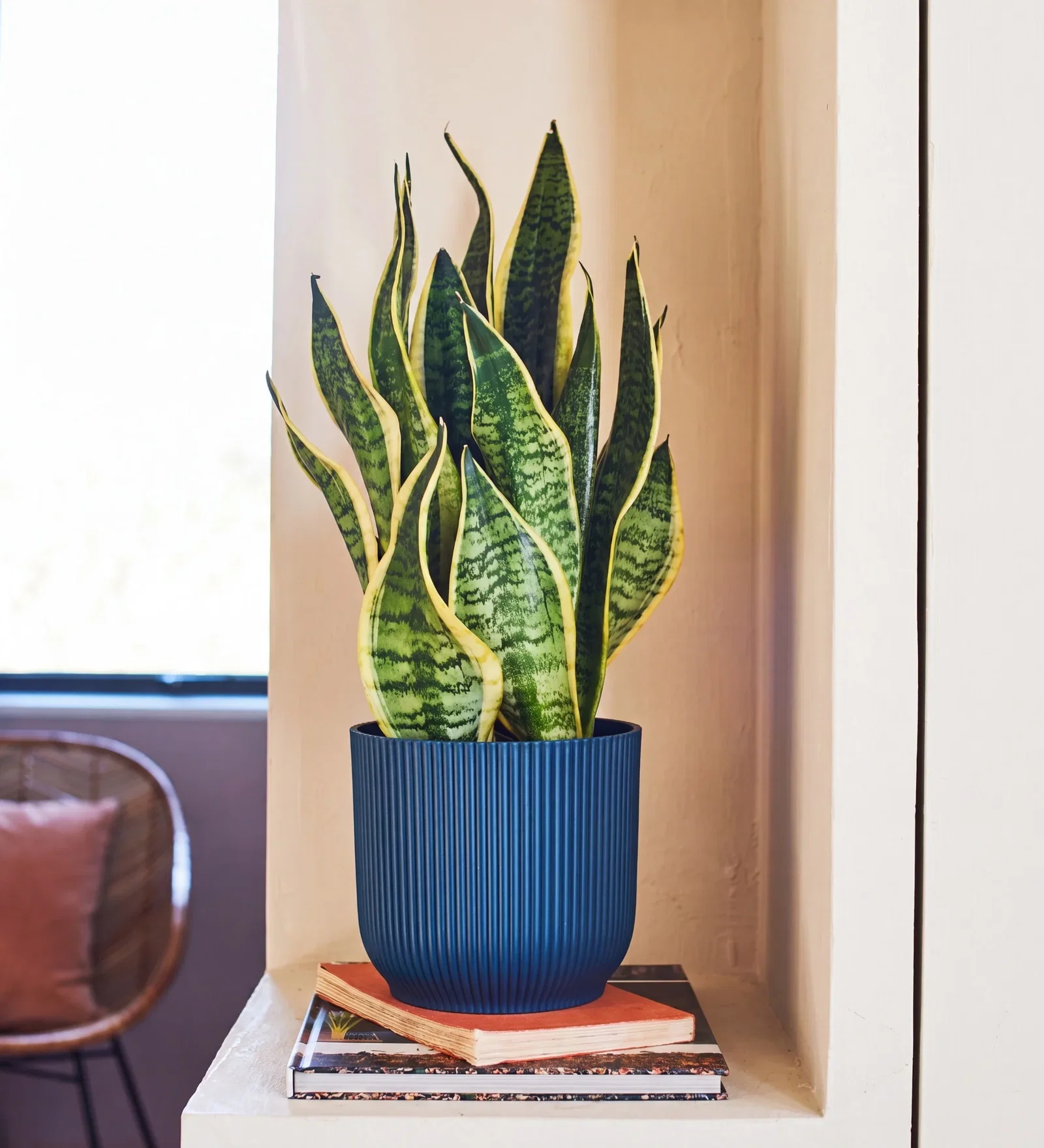 Image of Snake Plant