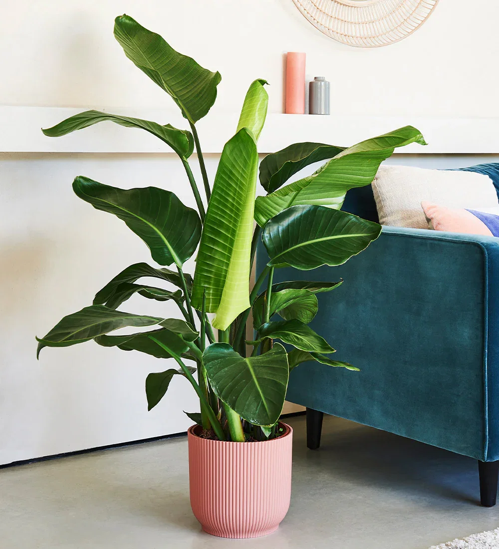Image of Bird of Paradise