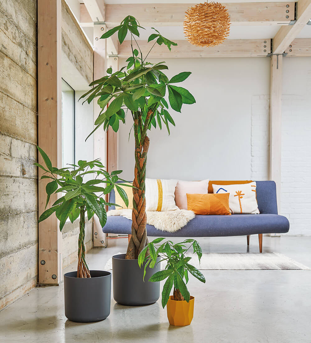 Image of Money Tree
