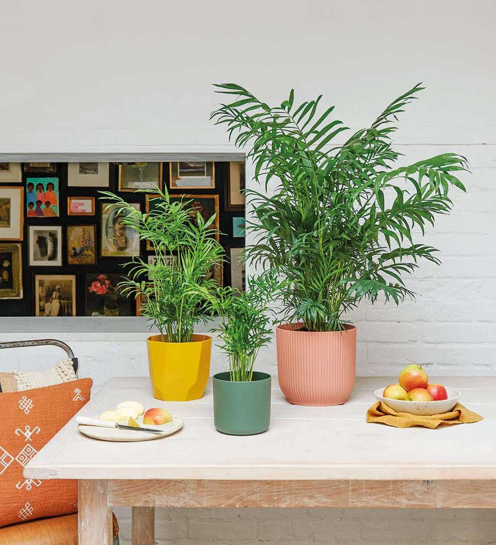 Image of Parlour Palm
