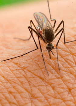Close-up of a mosquito biting human skin, detailed view of proboscis, legs and textured skin surface