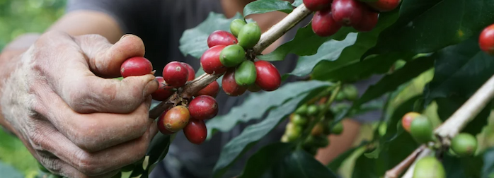 nouveau coffret d'infusions fruitées