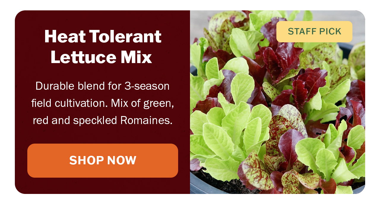 Shop Heat Tolerant Lettuce Mix