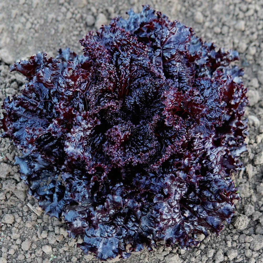 Image of Black Hawk Lettuce