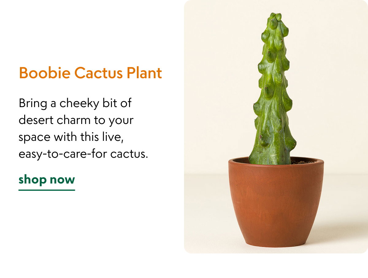 boobie-cactus-plant