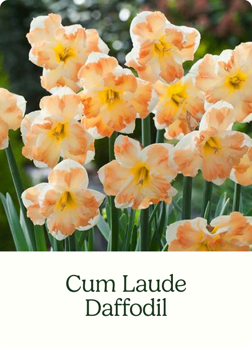 Cum Laude Daffodil