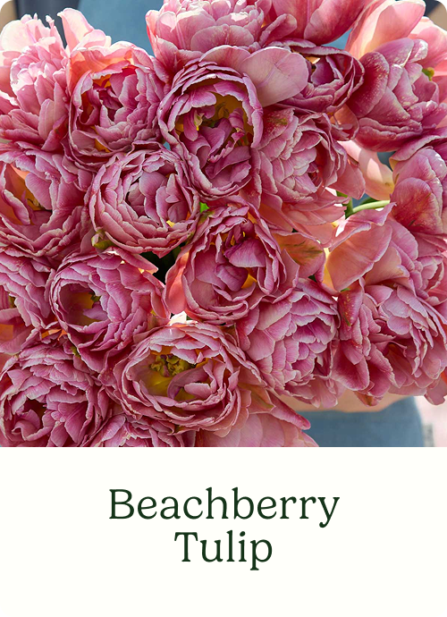 Beachberry Tulip