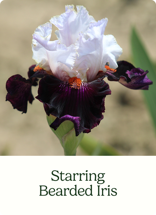 Starring Bearded Iris