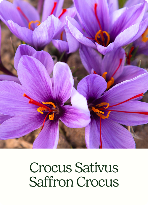 Crocus Sativus Saffron Crocus