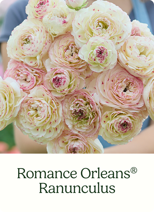 Romance Orleans® Ranunculus