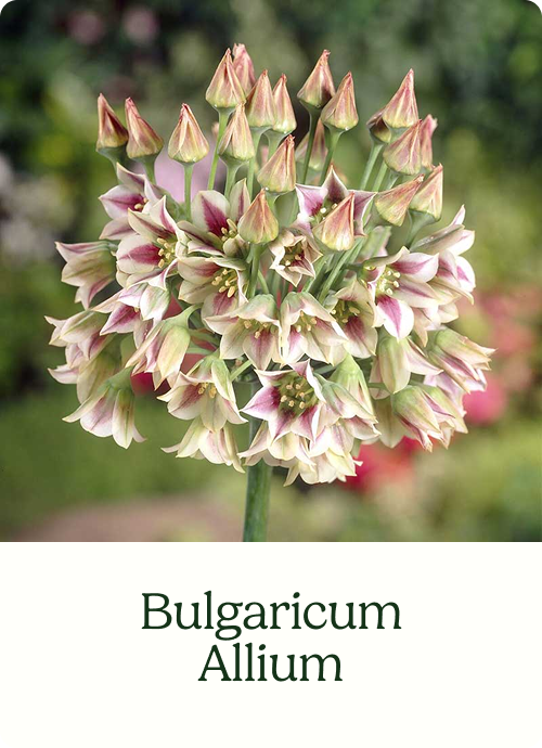 Bulgaricum Allium