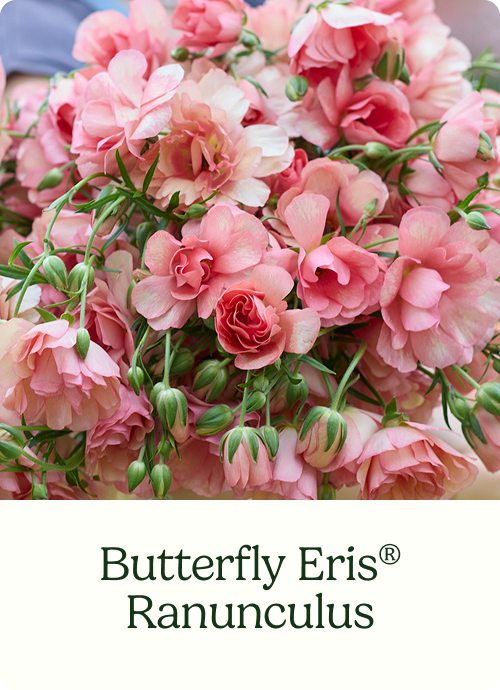 Butterfly Eris® Ranunculus