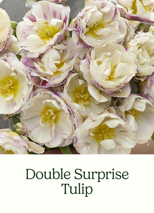 Double Surprise Tulip