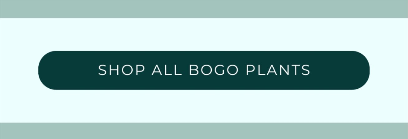 SHOP ALL BOGO PLANTS