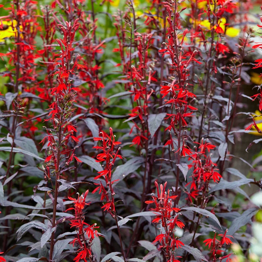 Black Truffle Lobelia