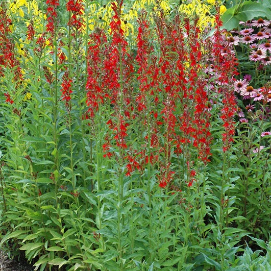 Cardinal  Flower