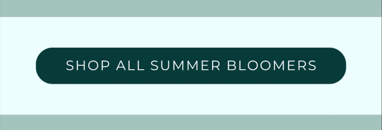SHOP ALL SUMMER BLOOMERS