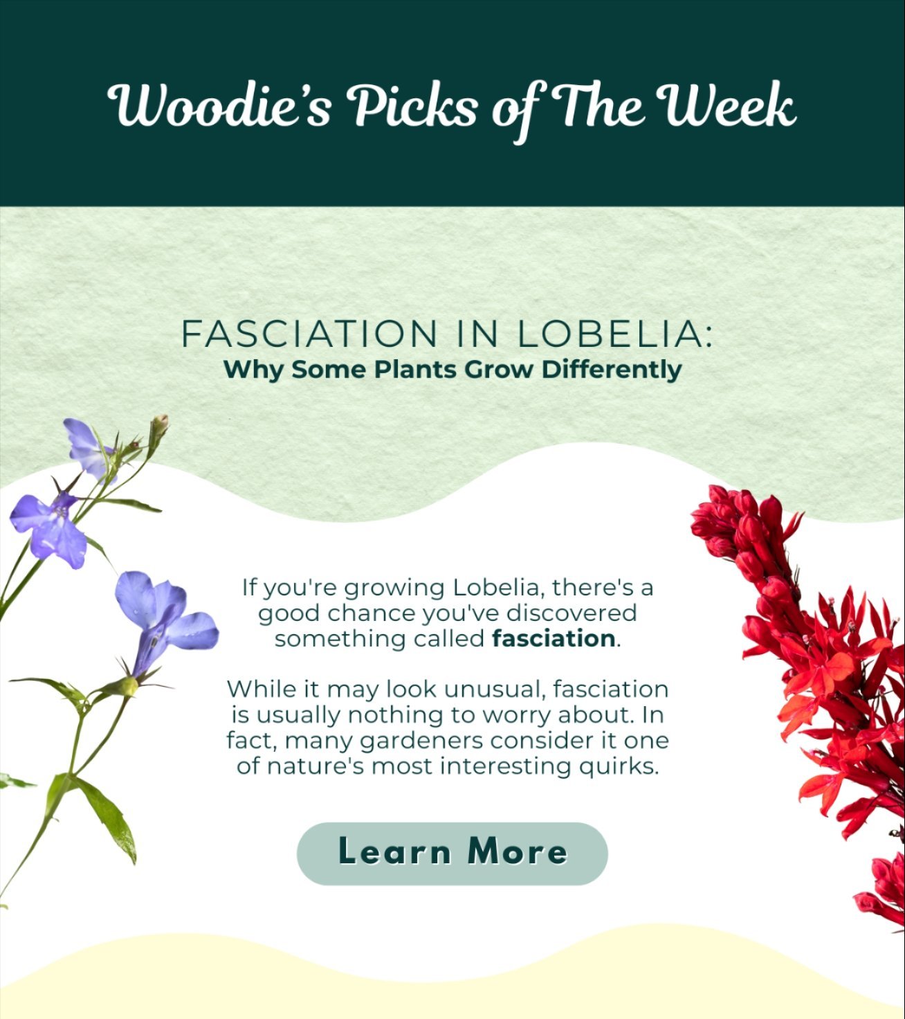 Fasciation in Lobelia: Why Some Plants Grow Differently
