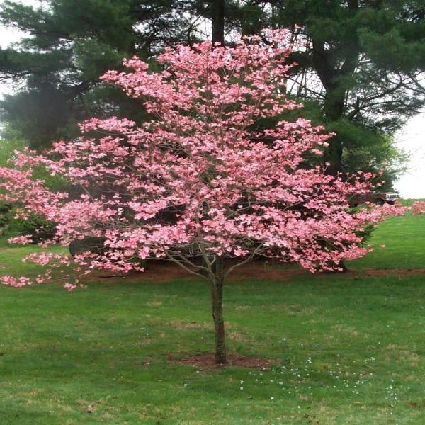 Pink  Dogwood