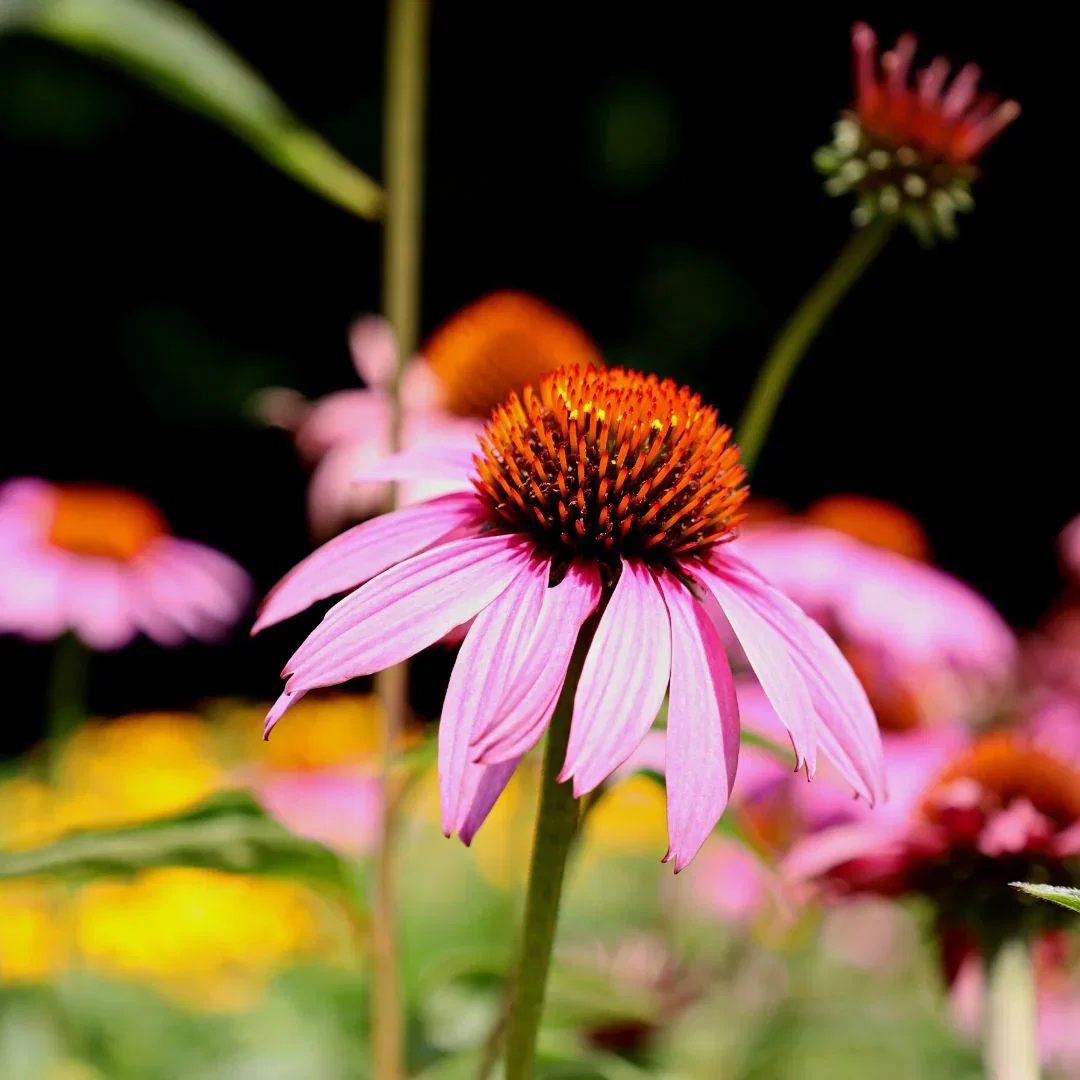 Magnus Purple Coneflower