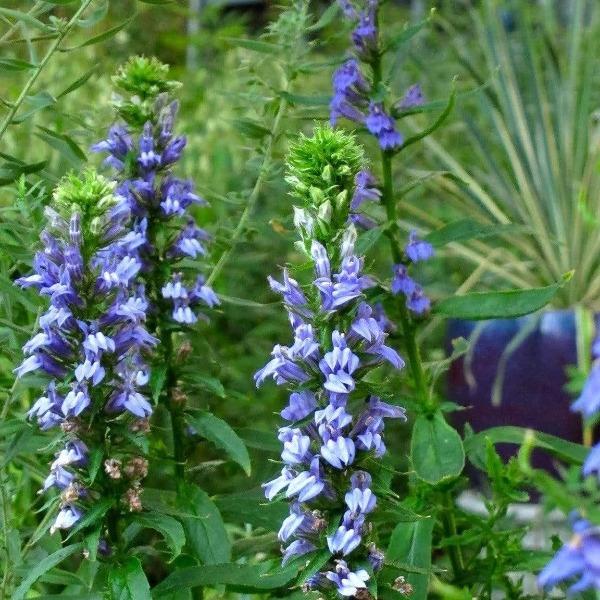 Great Blue Lobelia