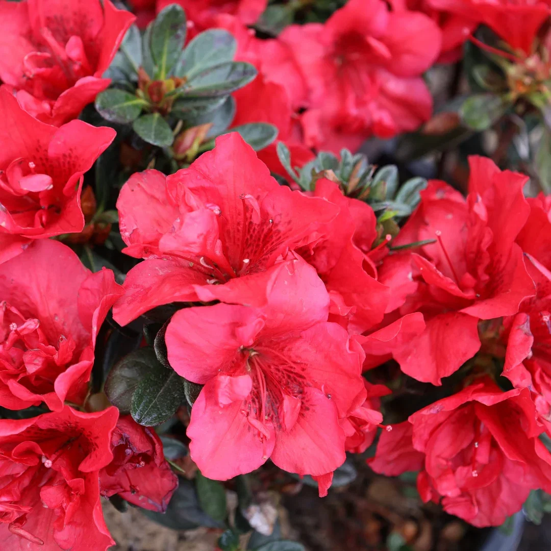 Autumn Fire® Encore® Azalea