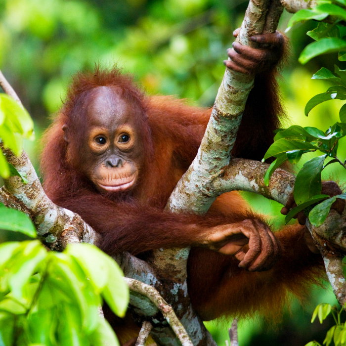 Borneo's Jungles and Orangutans
