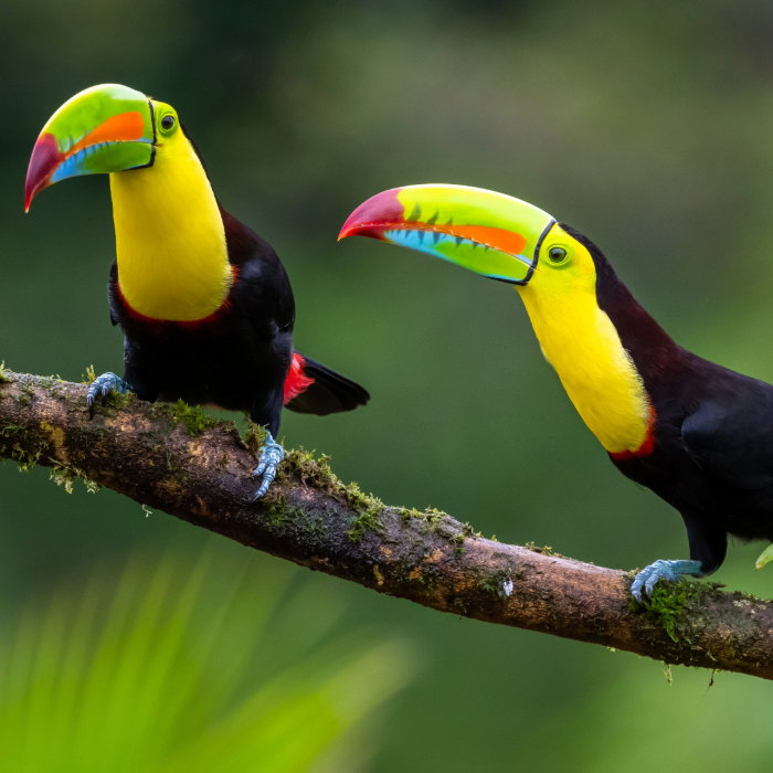 Natural Wonders of Costa Rica