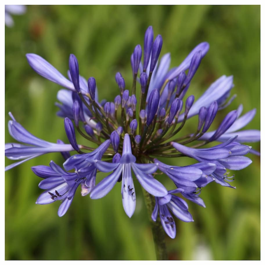 Agapanthus Africanus