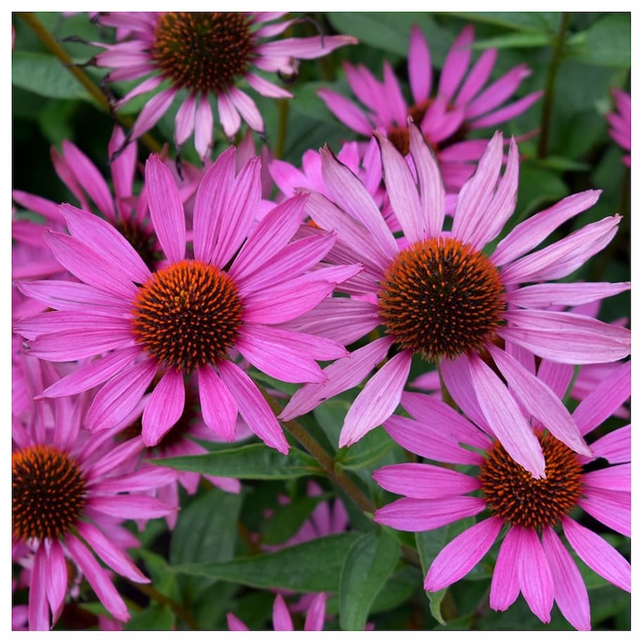 Echinacea Purpurea Magnus