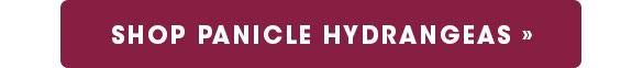 Shop Panicle Hydrangeas