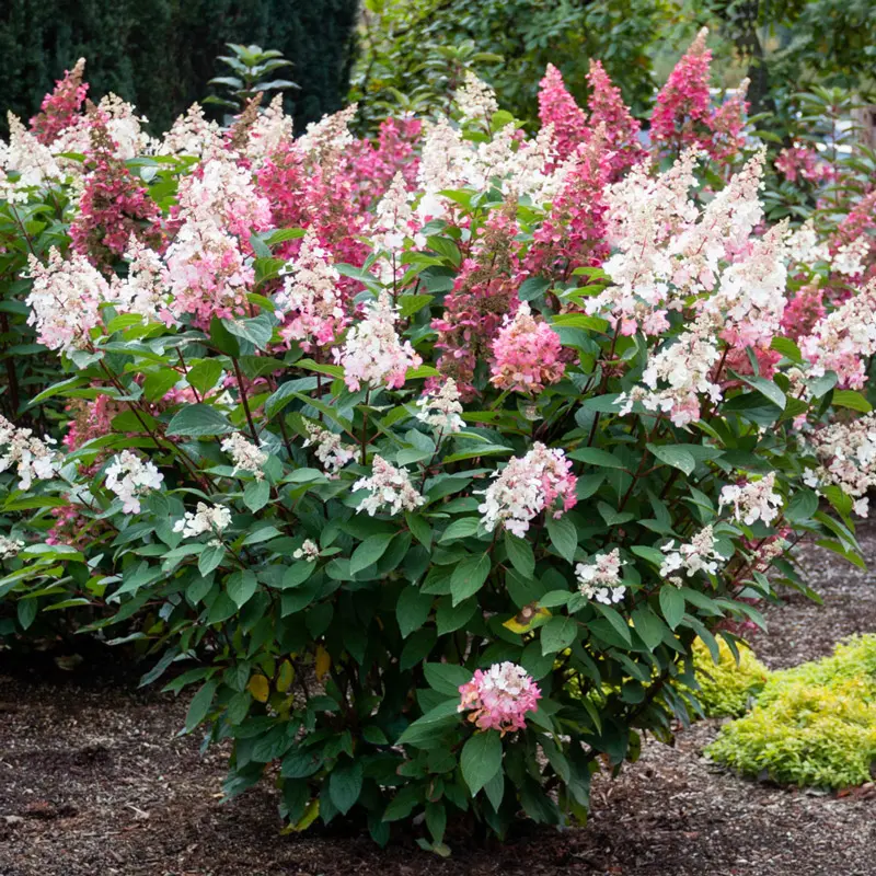 Candelabra® Hydrangea