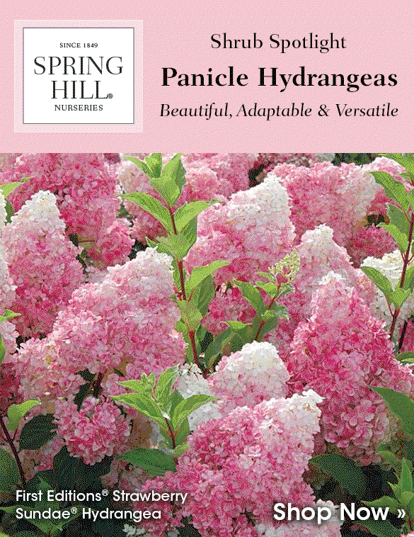 Panicle Hydrangeas