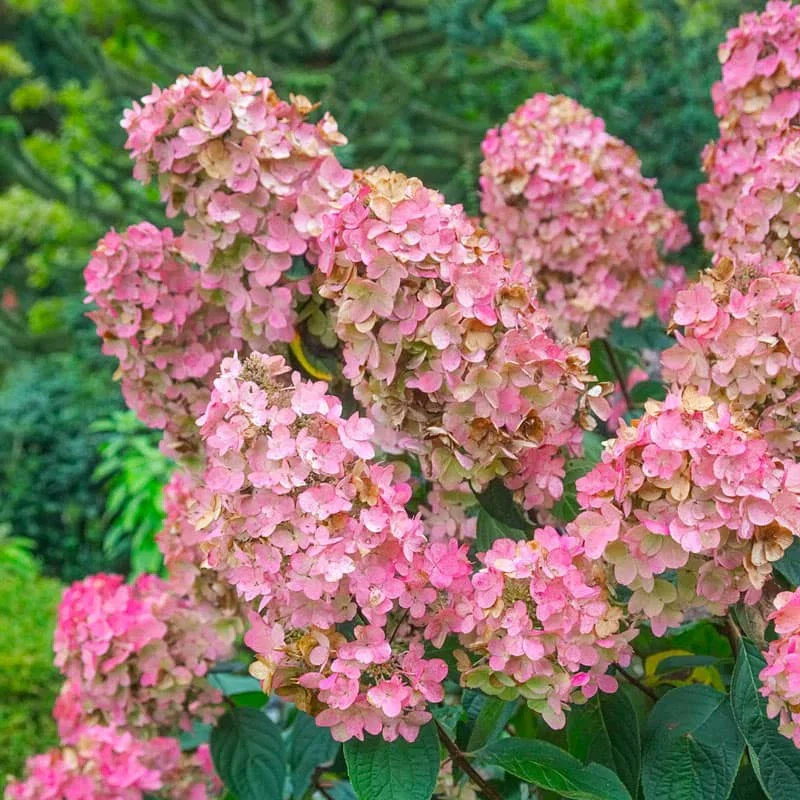 Pink Diamond Hydrangea
                  